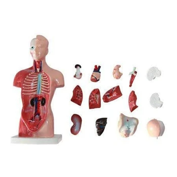 Анатомическая Модел 11-Инчов Човешкия Торс Тяло, Сърце, Мозък, Скелет Училищен Образователен Инструмент